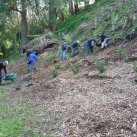 Lake Te Ko Utu.  Planting the Girl Guide bank  Aug. 2011- Cambridge Tree Trust